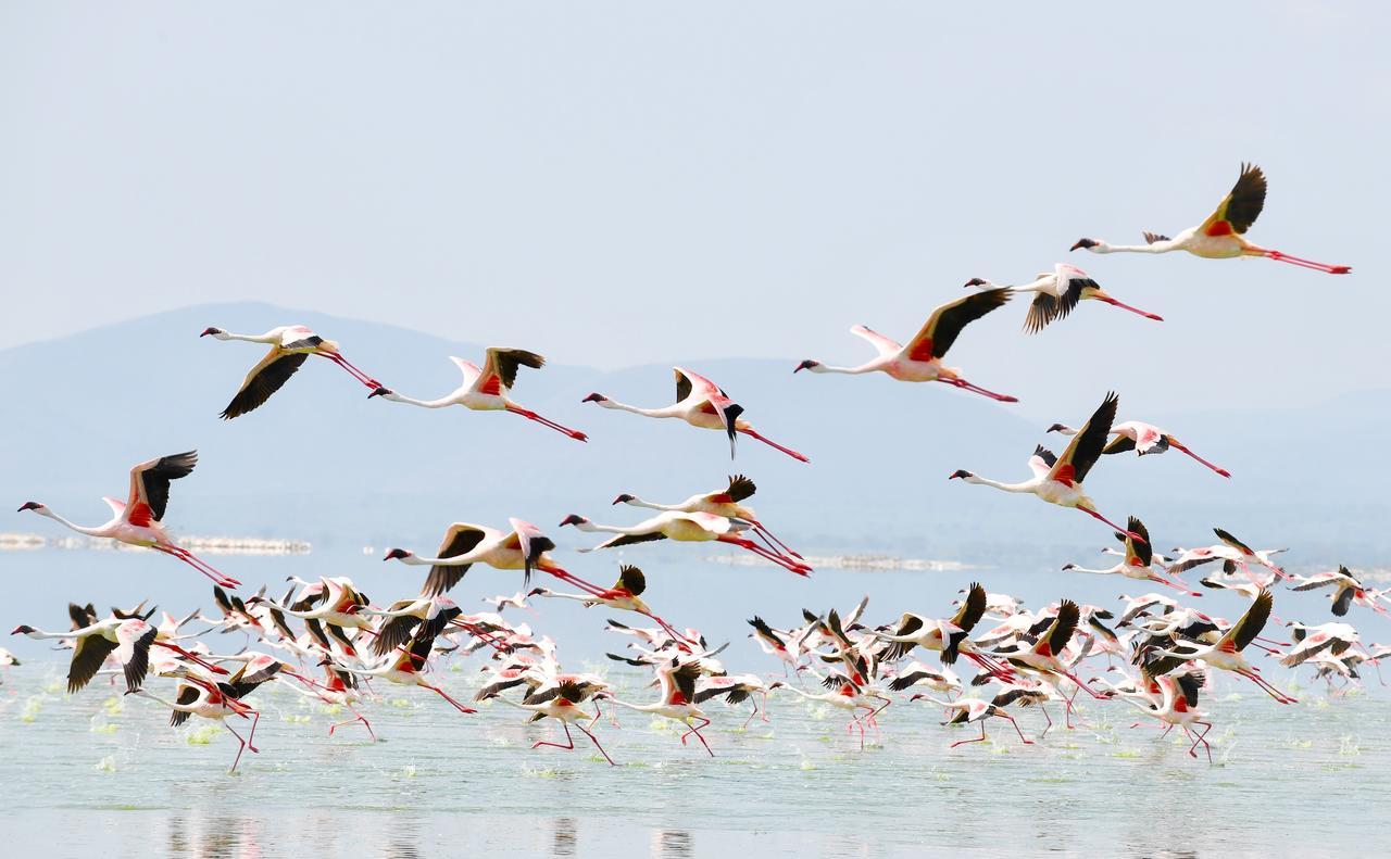 Mbweha Camp Lake Nakuru Elmenteita 외부 사진
