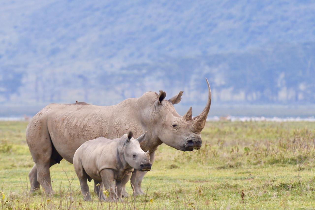 Mbweha Camp Lake Nakuru Elmenteita 외부 사진