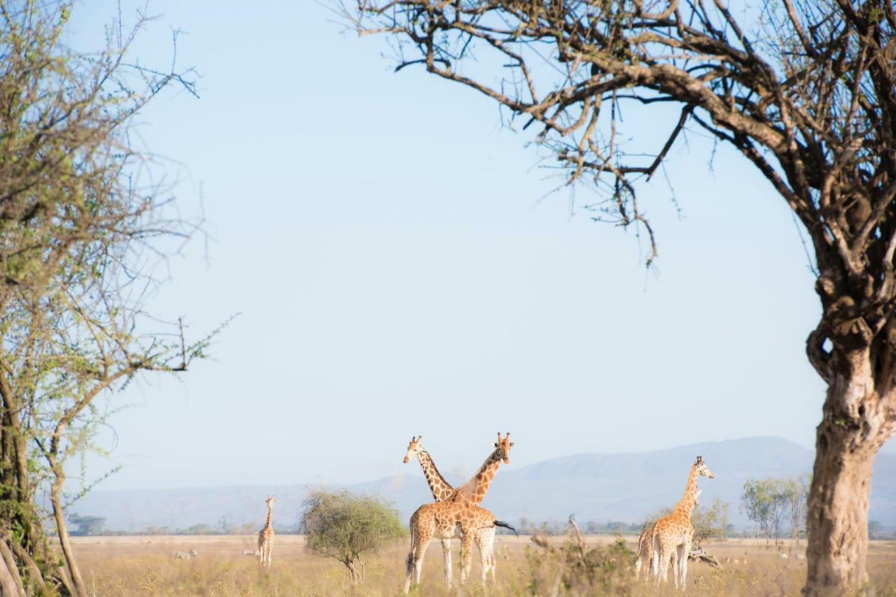 Mbweha Camp Lake Nakuru Elmenteita 외부 사진