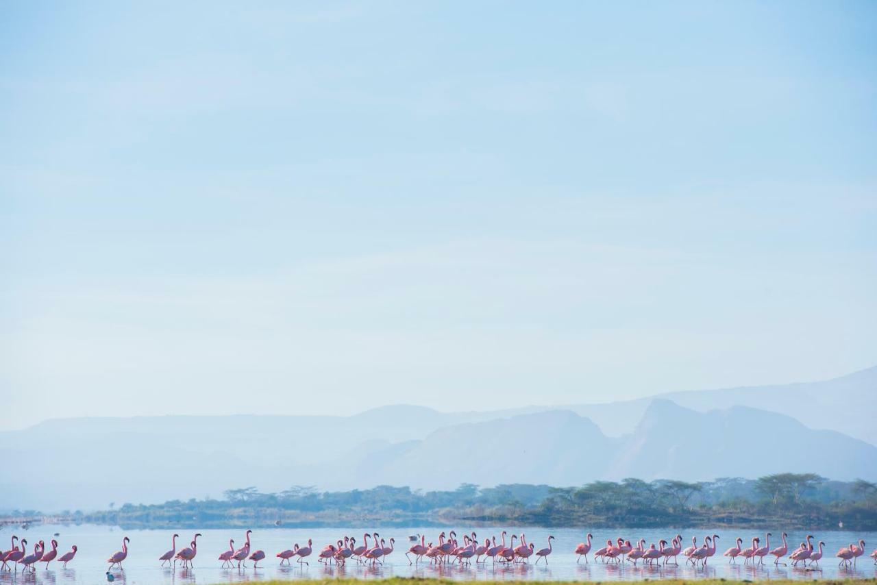 Mbweha Camp Lake Nakuru Elmenteita 외부 사진